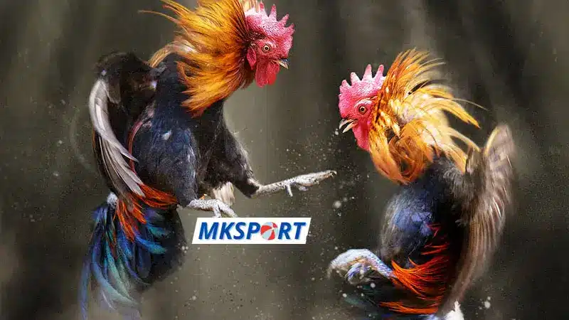 Mksport có nhiều hình thức đá gà khác nhau
